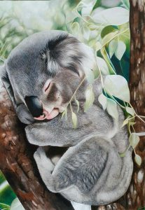 koala_2